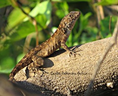 Sceloporus utiformis