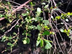 Dodonaea triangularis