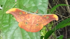 Antheraea frithi
