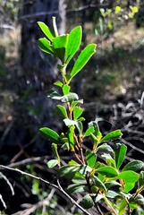 Dodonaea triangularis