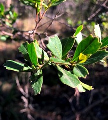 Dodonaea triangularis