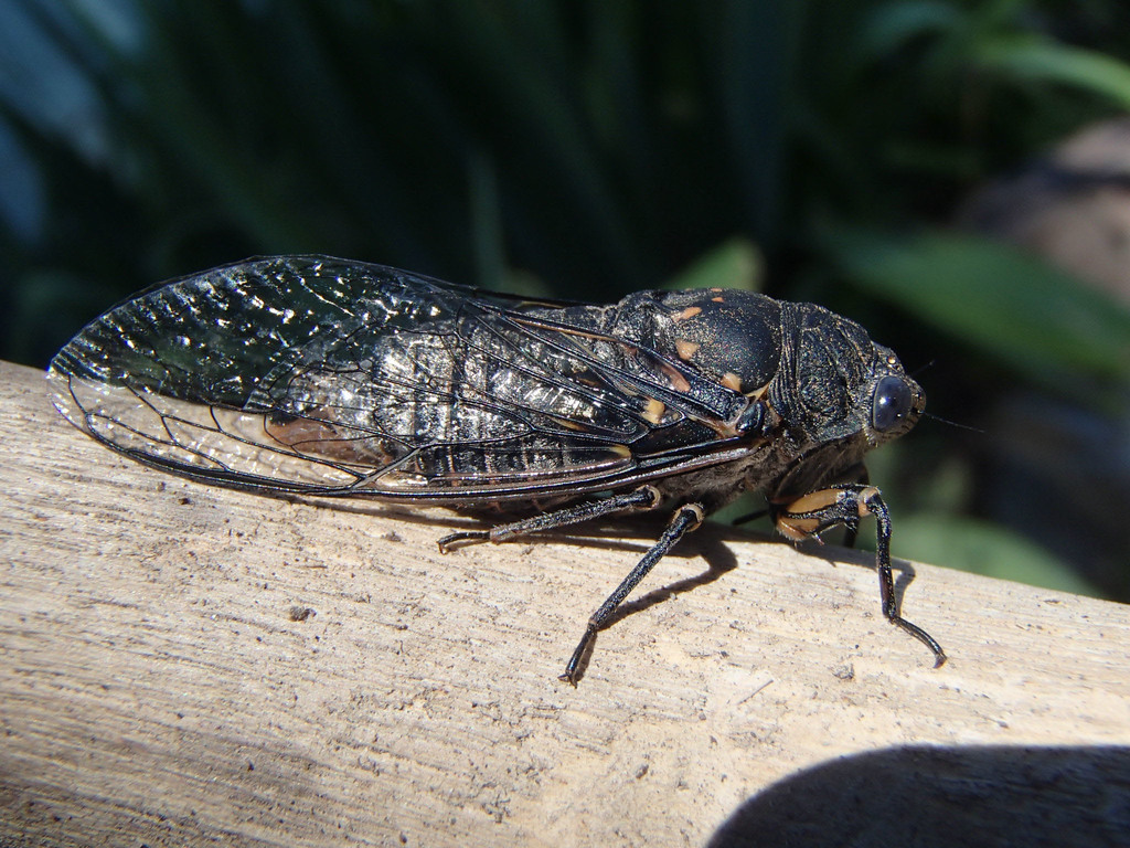 Okanagana tristis
