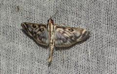 Crambidae