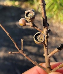 Eucalyptus curtisii