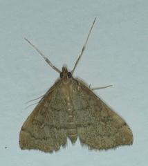 Metasia dicealis
