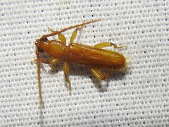 Smodicum cucujiforme