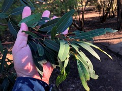 Eucalyptus curtisii