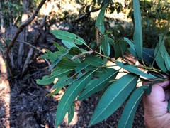 Eucalyptus curtisii