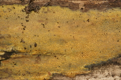 Fungi