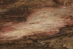 Fungi