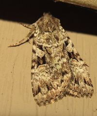 Anaplectoides pressus
