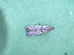 Phycitodes binaevella