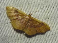 Leptostales ferruminaria