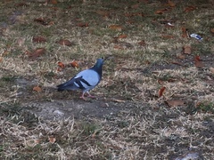 Columba livia domestica