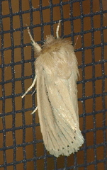 Bathytricha leonina