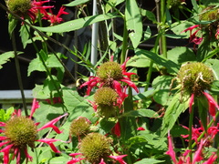 Bombus bimaculatus
