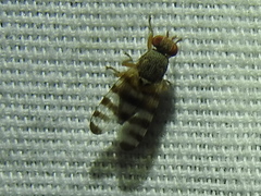 Pseudotephritina