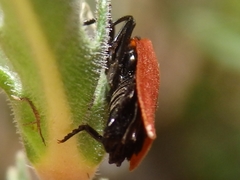 Macrolygistopterus rubripennis