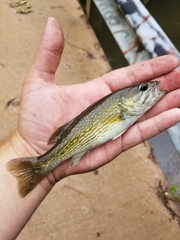 Micropterus tallapoosae