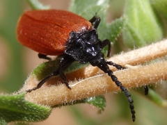 Macrolygistopterus rubripennis