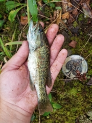 Micropterus tallapoosae