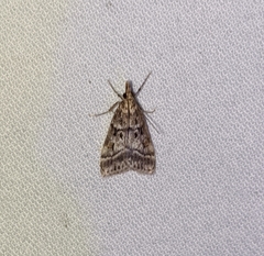 Eudonia torniplagalis