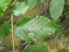 Cameraria betulivora