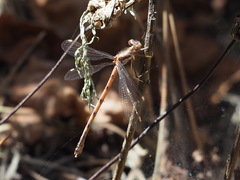 Lestes disjunctus