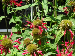 Bombus bimaculatus