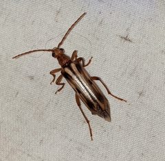 Ortholeptura valida