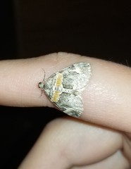 Dysstroma hersiliata