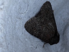 Amphipyra tragopoginis