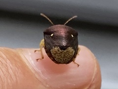 Brachycoris semiflavus