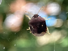 Brachycoris semiflavus