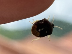 Brachycoris semiflavus