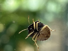 Brachycoris semiflavus