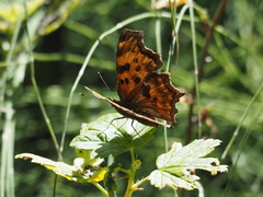 Polygonia oreas oreas