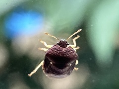 Brachycoris semiflavus