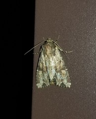 Apamea lignicolora
