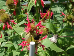 Bombus bimaculatus