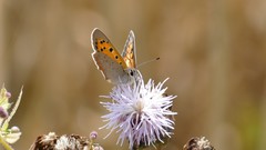 Lycaena phlaeas
