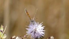Lycaena phlaeas