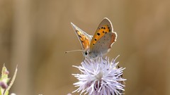 Lycaena phlaeas