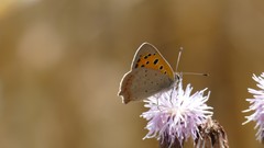 Lycaena phlaeas