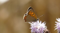 Lycaena phlaeas