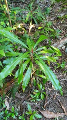 Anopterus macleayanus