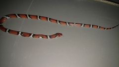 Lampropeltis elapsoides