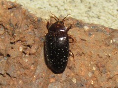 Chelonarium lecontei