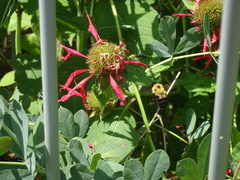 Bombus bimaculatus