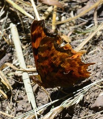 Polygonia satyrus